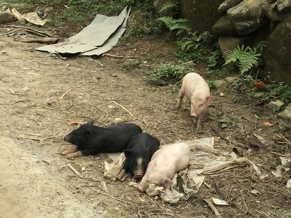 Freedom Homestay & Trekking Sa Pa Zewnętrze zdjęcie